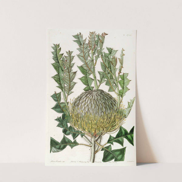 Shewy Banksia (1815-1819) by Sydenham Edwards