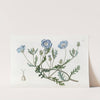 Shewy Nemophila by Sydenham Edwards