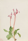 Shooting Star (Dodecatheon hendersonii) (1936)
