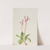 Shooting Star (Dodecatheon hendersonii) (1936) by Mary Vaux Walcott