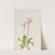 Shooting Star (Dodecatheon hendersonii) (1936) by Mary Vaux Walcott
