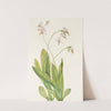 Shootingstar. (Dodecatheon meadia) (1925) by Mary Vaux Walcott