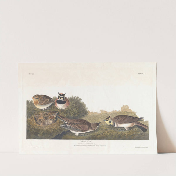 Shore lark by John James Audubon