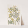 Showy Acacia by Sydenham Edwards