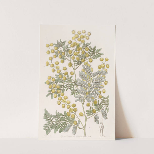 Showy Acacia by Sydenham Edwards
