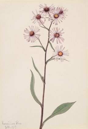 Showy Aster (Aster conspicuus) (1917)