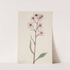 Showy Aster (Aster conspicuus) (1917) by Mary Vaux Walcott