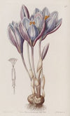 Showy Autumn Crocus