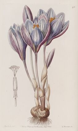 Showy Autumn Crocus