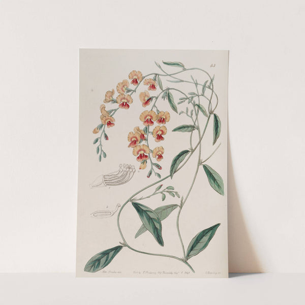 Showy Chorozema by Sydenham Edwards