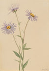 Showy Fleabane (Erigeron salsuginosus) (1902)