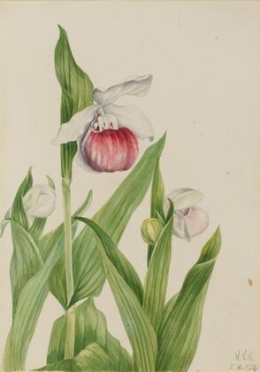 Showy Lady’s Slipper (Cypripedium reginae) (1924)