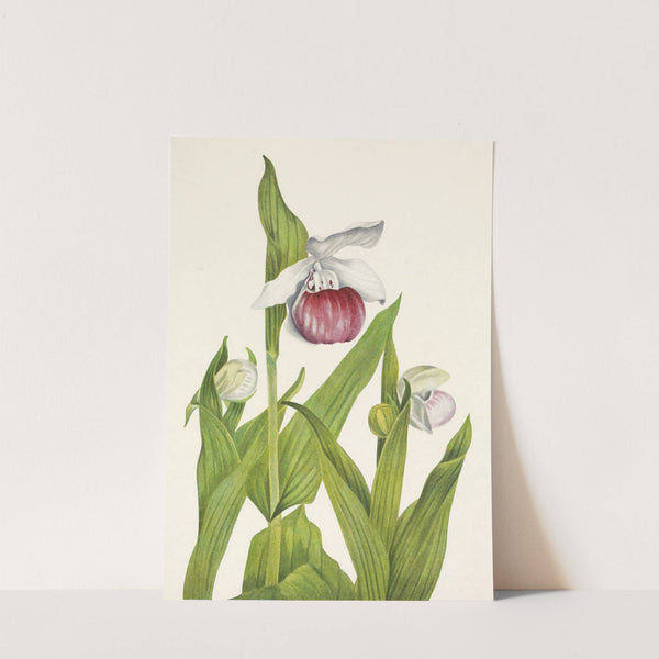 Showy Ladyslipper. Cypripedium reginae (1925) by Mary Vaux Walcott