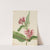 Showy Milkweed (Asclepias speciosa) (1923) by Mary Vaux Walcott