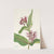 Showy Milkweed. Asclepias speciosa (1925) by Mary Vaux Walcott