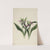 Showy Orchis (Orchis spectabilis) (1926) by Mary Vaux Walcott