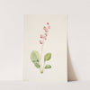Showy Pyrolla (Pyrola asarifolia) (ca. 1903) by Mary Vaux Walcott