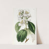 Showy Syringa by Sydenham Edwards