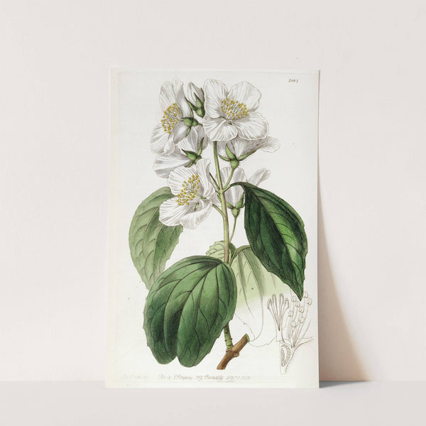 Showy Syringa by Sydenham Edwards
