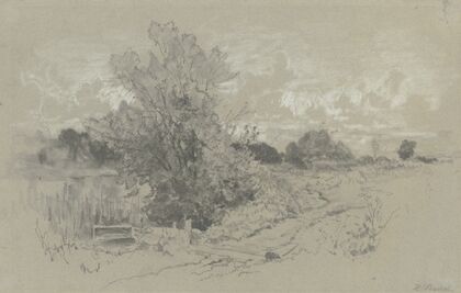 Shrubbery at a pond