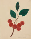 Siberian Apple (1800s)
