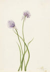 Siberian Onion (Allium sibericum) (1903)