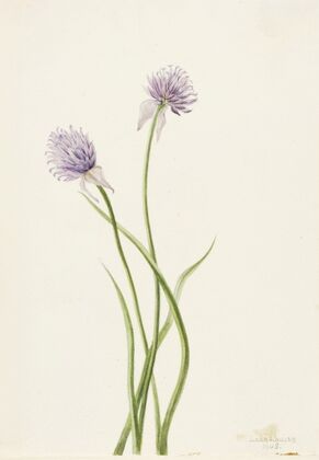 Siberian Onion (Allium sibericum) (1903)