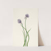Siberian Onion. Allium sibericum (1925) by Mary Vaux Walcott