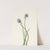 Siberian Onion. Allium sibericum (1925) by Mary Vaux Walcott