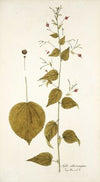 Sida atrosanguinea