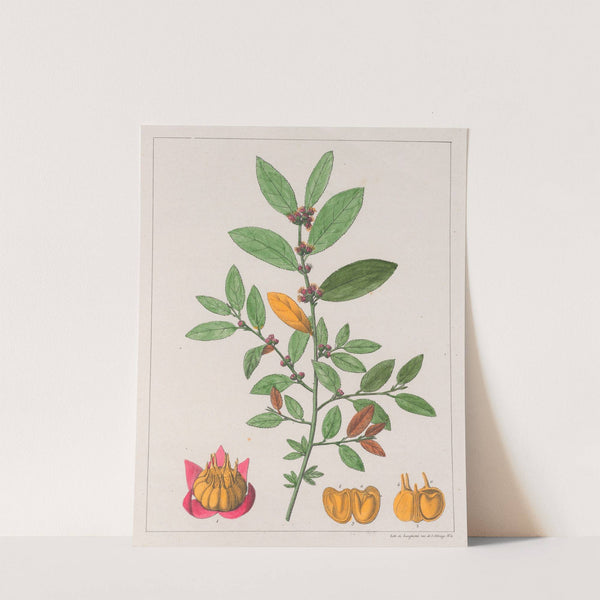 Sida Carpinifolia (1824-1828) by Auguste de Saint-Hilaire
