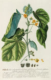 Sida