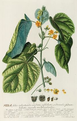 Sida