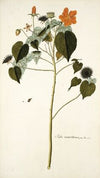 Sida mauritiana