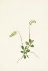 Heieracium gracile (1903)