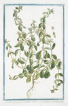 Sideritis hirsuta procumbens – Stregpmoa – Crapaudine