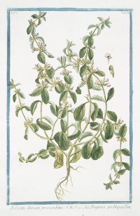Sideritis hirsuta procumbens – Stregpmoa – Crapaudine