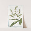 Sideritis- Montis Libani, floribus e luteo candicantibus &#8211; Siderite maff. &#8211; Crapaudine. (Mountain tea) (1772-1793) by Giorgio Bonelli