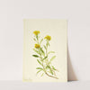 Sidesaddle Goldenrod (1917) by Mary Vaux Walcott