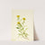 Sidesaddle Goldenrod (1917) by Mary Vaux Walcott
