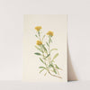 Sidesaddle Goldenrod. Solidago ciliosa (1925) by Mary Vaux Walcott