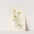 Sidesaddle Goldenrod. Solidago ciliosa (1925) by Mary Vaux Walcott