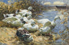 Sieben Enten am Ufer (circa 1910)