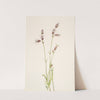 Silene multicaulis (ca. 1900-1920) by Mary Vaux Walcott