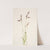 Silene multicaulis (ca. 1900-1920) by Mary Vaux Walcott