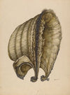 Silk Bonnet
