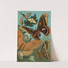 Silk-Worm, and Moths. by John George Wood