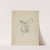 Silver Creamer by Amelia Tuccio