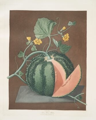 Silver rock melon. (1812)