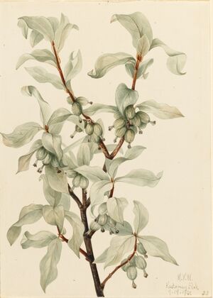 Silverberry (Elaeagnus commutata) (1922)